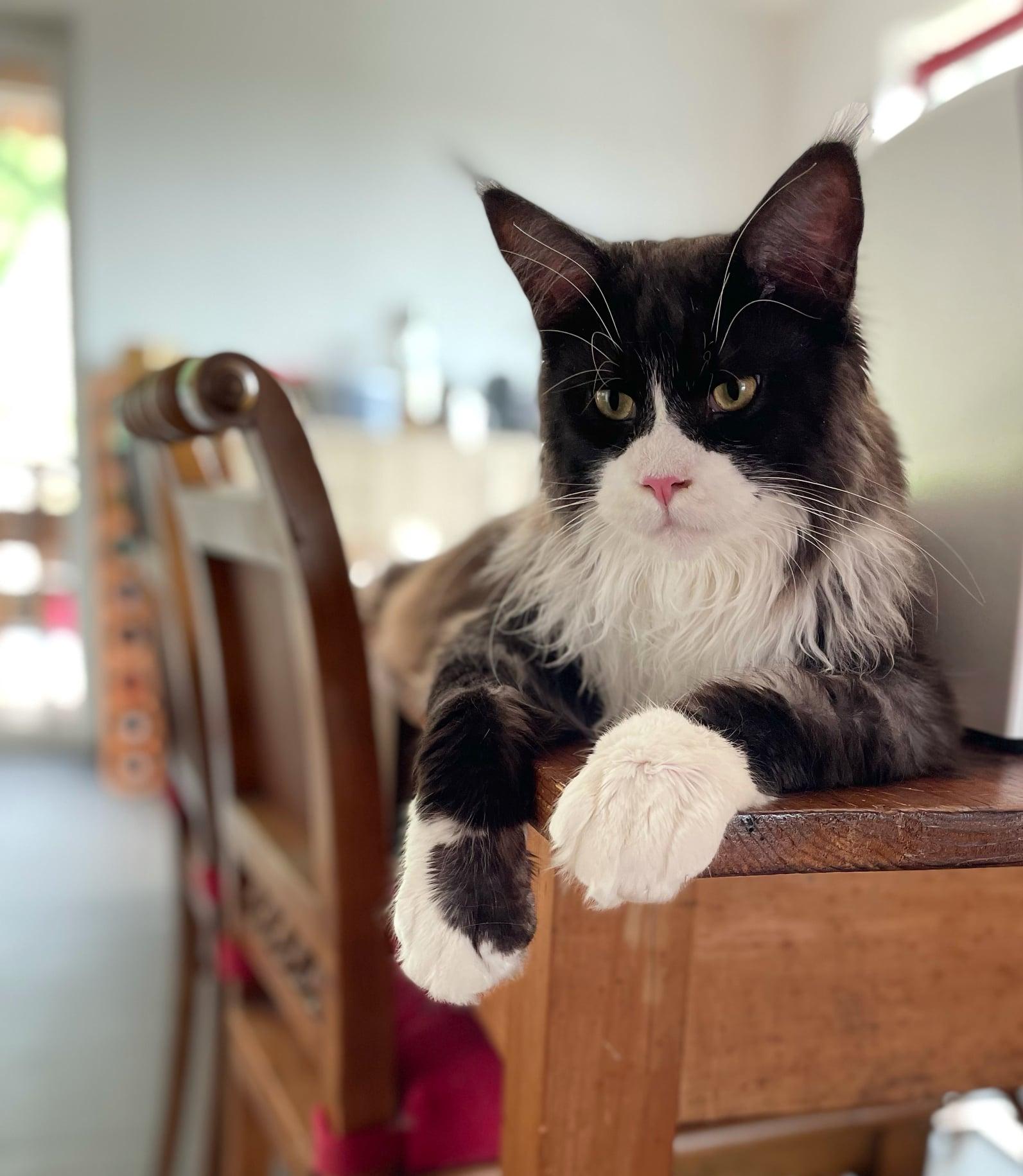 Willi Wonka Cankcats