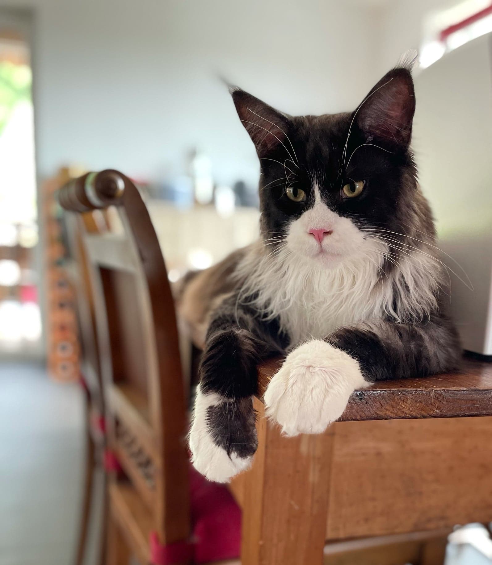 Willi Wonka Cankcats